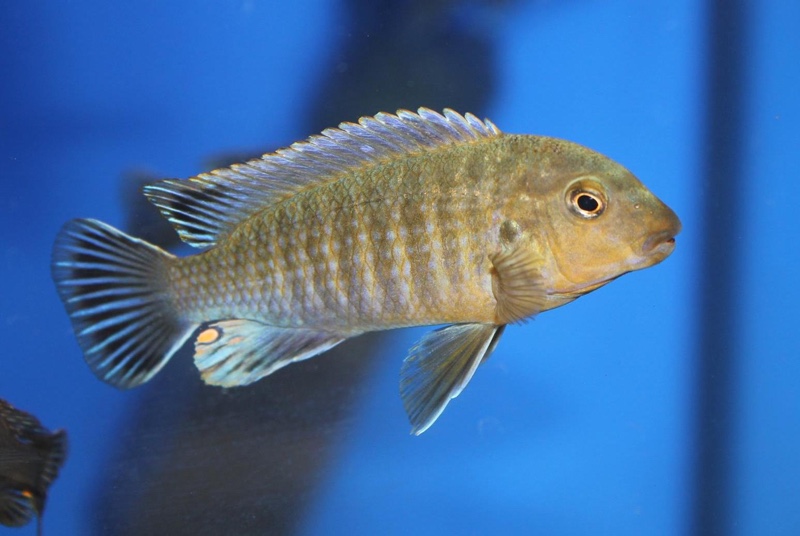 Labidochromis vellicans 'Gome'